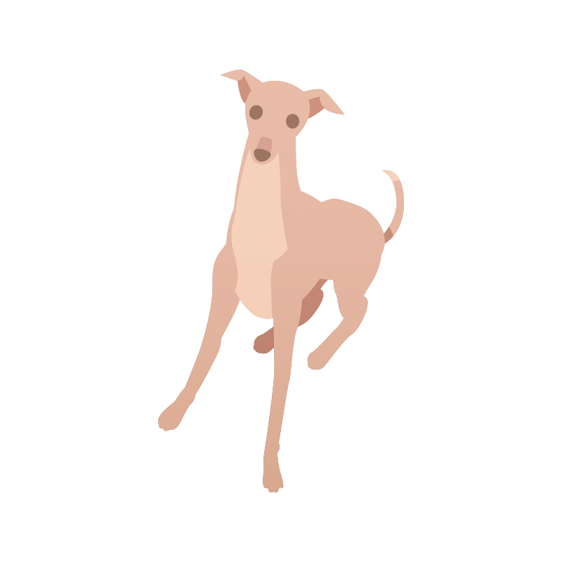 犬（イタリアングレーハウンド）のイラスト 素材